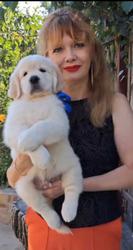 Цуценята золотистого ретрівера Ot Bahur