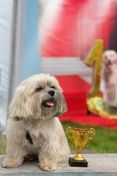 Український колор той