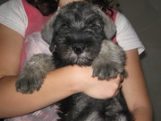 продам шенков миттельшнауцера!