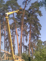 Спиливание деревьев  Киев 233 03 70
