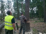 Удаление деревьев Киев 232-28-07