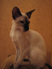 Сиамский котенок ориентального (экстремального) типа