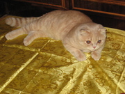 Котик кремовый с родословной клуба ФАУ