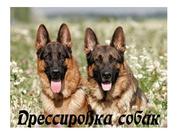 Дрессировка щенка,  дрессировка собаки