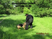 Дрессировка собак любых пород в Киеве.