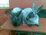 Продам кроликов породы Серебристый