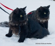 Настоящие сибирские котята дикого лесного и черного окрасов 