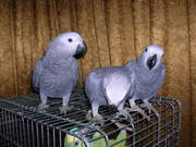 Продам птенцов крупных и средних попугаев Жако.